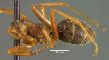 Media type: image; Entomology 28815   Aspect: habitus lateral view